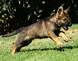 german shepherd puppy for sale