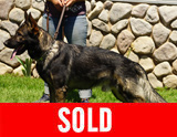 AKC registered trained personal protection german shepherd dog for sale