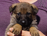 german shepherd puppy for sale