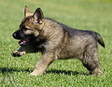 german shepherd puppy for sale