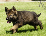 german shepherd puppy for sale