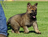 german shepherd puppy for sale