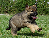 german shepherd puppy for sale