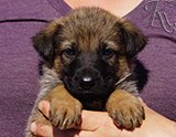 german shepherd puppy for sale