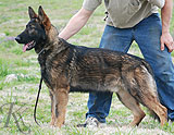 german shepherd Janko