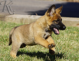 german shepherd puppy for sale