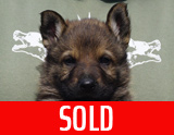 german shepherd puppy for sale