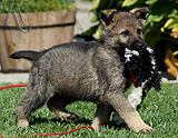 german shepherd puppy for sale