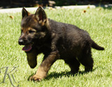 german shepherd puppy for sale