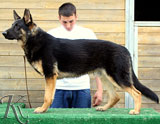 german shepherd Jesko