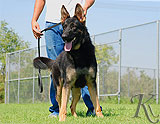 german shepherd Jason