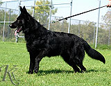 german shepherd Jasper