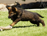 german shepherd puppy for sale