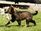 german shepherd puppy for sale