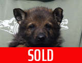 german shepherd puppy for sale
