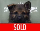 german shepherd puppy for sale