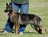 German Shepherd female Jenny z Valovy Lahrady