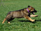 german shepherd puppy for sale