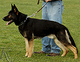 trained personal protection german shepherd dog for sale