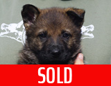 german shepherd puppy for sale