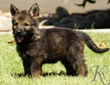 german shepherd puppy for sale