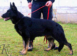 german shepherd  dog  G Jessie vom Rabaukenhof