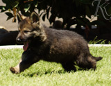 german shepherd puppy for sale