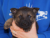 german shepherd puppy for sale