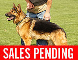 personal protection german shepherd dog for sale