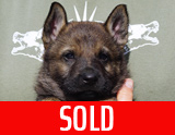 german shepherd puppy for sale