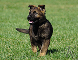 german shepherd puppy for sale