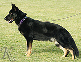 trained personal protection german shepherd dog for sale