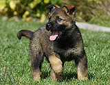 german shepherd puppy for sale