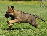 german shepherd puppy for sale