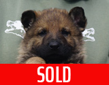 german shepherd puppy for sale