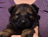 german shepherd puppy for sale