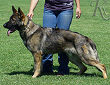 trained personal protection german shepherd dog for sale