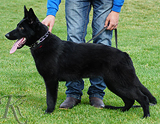 AKC registered trained personal protection german shepherd dog for sale