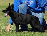 german shepherd puppy for sale