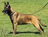 trained personal protection german shepherd dog for sale