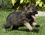 german shepherd puppy for sale