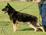 trained personal protection german shepherd dog for sale