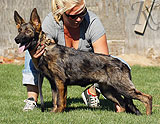 german shepherd puppies for sale