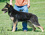 trained German Shepherd  dog for sale