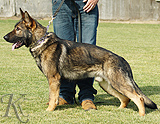 trained personal protection german shepherd dog for sale