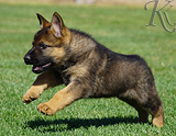 german shepherd puppy for sale