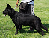 AKC registered trained personal protection german shepherd dog for sale