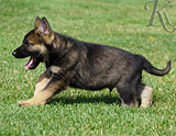 german shepherd puppy for sale