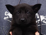 german shepherd puppy for sale