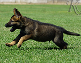 german shepherd puppy for sale